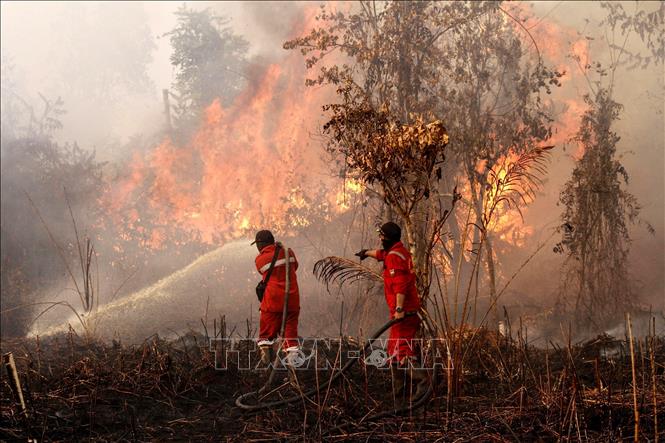 Lực lượng cứu hỏa nỗ lực dập lửa cháy rừng tại Kampar, tỉnh Riau, Indonesia, ngày 20/7/2025. Ảnh: THX/TTXVN