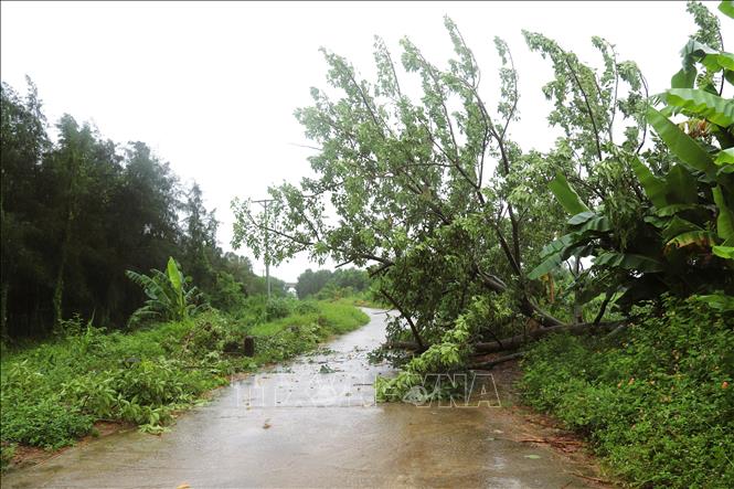 Mưa to, gió mạnh quật đổ cây lớn trên đường đê biển xã Diễn Châu (tỉnh Nghệ An). Ảnh: Xuân Tiến - TTXVN