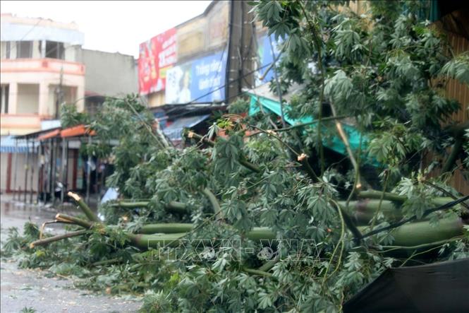 Mưa bão làm nhiều cây gẫy, đổ. Ảnh: Nguyễn Nam-TTXVN