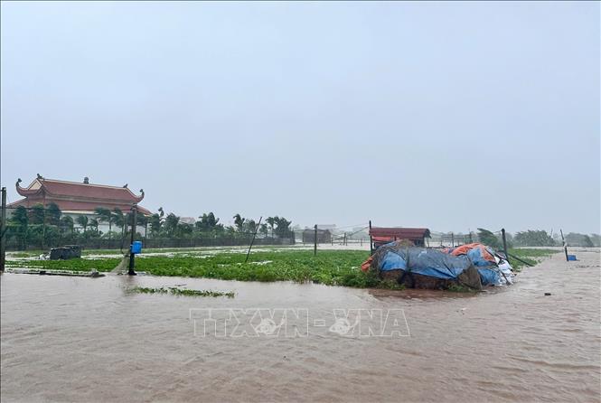 Nhiều diện tích rau màu của xã Rạng Đông bị ngập sâu. Ảnh: TTXVN phát