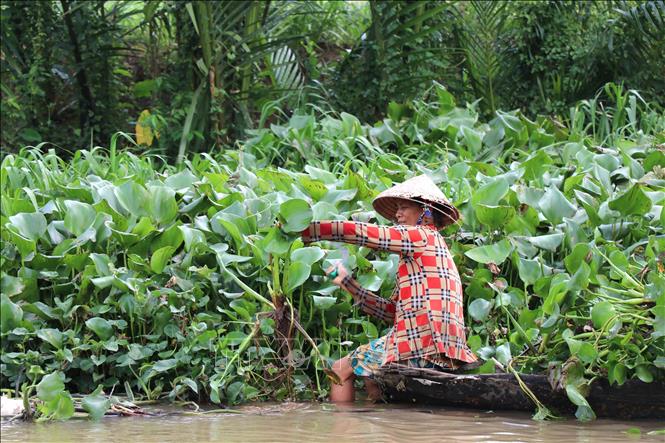 Bà Sơn Thị Sao, ấp Bàu Sơn, cắt lục bình cho vịt ăn. Ảnh: Thanh Hòa- TTXVN