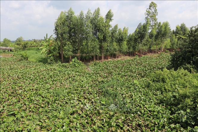 Lục bình phủ kín khu vực giao nhau giữa kênh cấp 1 và kênh cấp 2 ấp Bàu Sơn, xã Châu Thành. Ảnh: Thanh Hòa- TTXVN