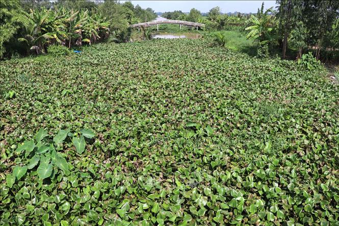 Lục bình mọc dày đặc ở tuyến kênh cấp 1 thuộc ấp Bàu Sơn, xã Châu Thành. Ảnh: Thanh Hòa- TTXVN