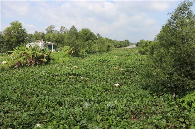 Lục bình mọc dày đặc ở tuyến kênh cấp 1 thuộc ấp Bàu Sơn, xã Châu Thành. Ảnh: Thanh Hòa- TTXVN