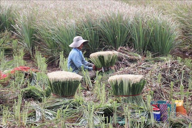 Cây sả ở Tân Phú Đông được ưa chuộng vì lượng tinh dầu nhiều. Ảnh: Hữu Chí - TTXVN