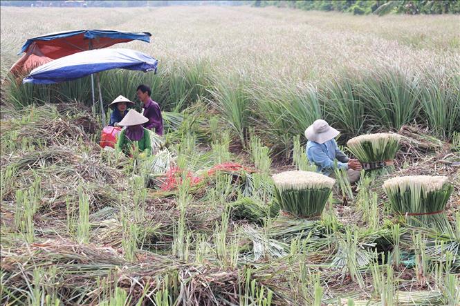 Sau 3 tháng trồng, người dân thu hoạch sả. Ảnh: Hữu Chí - TTXVN