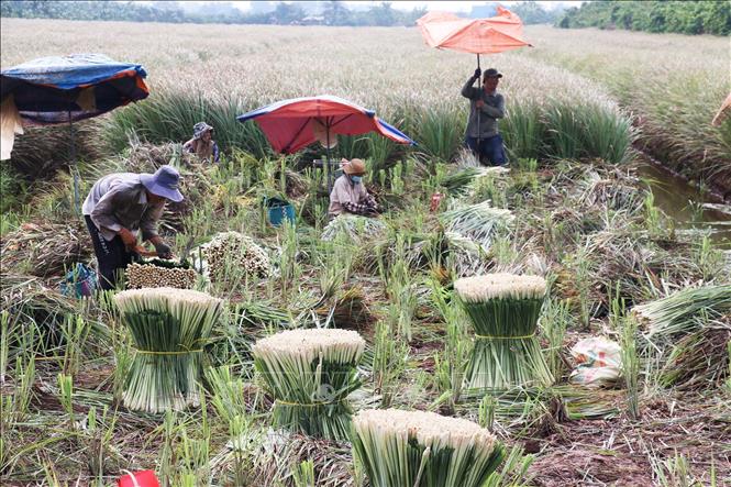 Cây sả chịu được hạn nên thích hợp với vùng đất cù lao thường xuyên bị thiếu nước trong mùa khô. Ảnh: Hữu Chí - TTXVN