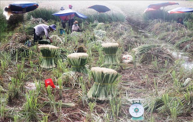 Sau khi cắt bỏ rễ, lá, thân sả được bó lại để thương lái đến thu mua tại ruộng. Ảnh: Hữu Chí - TTXVN