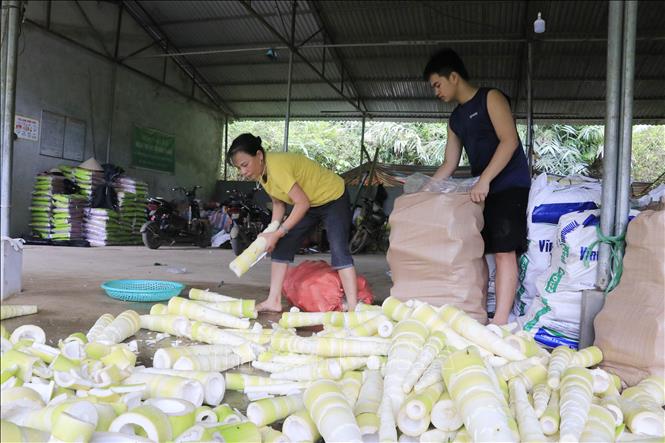 Hiện nay, diện tích cây tre măng bát độ tại xã Hưng Khánh, tỉnh Lào Cai đạt gần 1.900 ha, sản lượng măng hằng năm đạt 10.600 tấn, với giá trị trên 60 tỷ đồng. Ảnh: Tiến Khánh - TTXVN