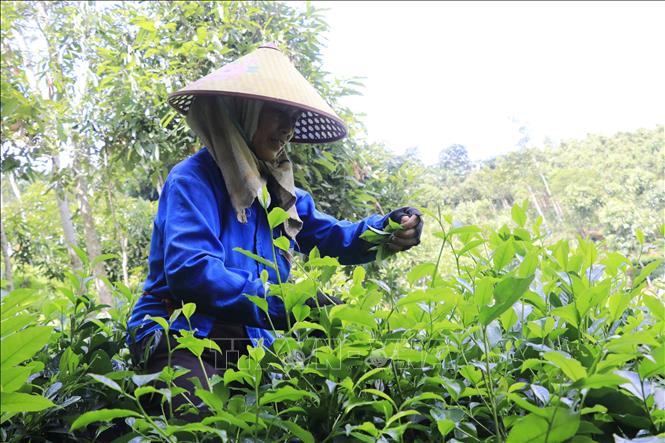 Người dân thôn Khe Năm, xã Hưng Khánh, tỉnh Lào Cai có thu nhập ổn định từ trồng chè chất lượng cao. Ảnh: Tiến Khánh - TTXVN