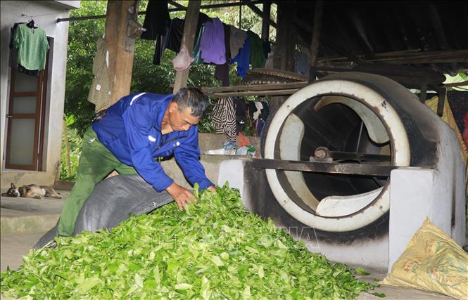 Người dân thôn Khe Năm, xã Hưng Khánh, tỉnh Lào Cai chế biến chè bằng máy sao thủ công. Ảnh: Tiến Khánh - TTXVN