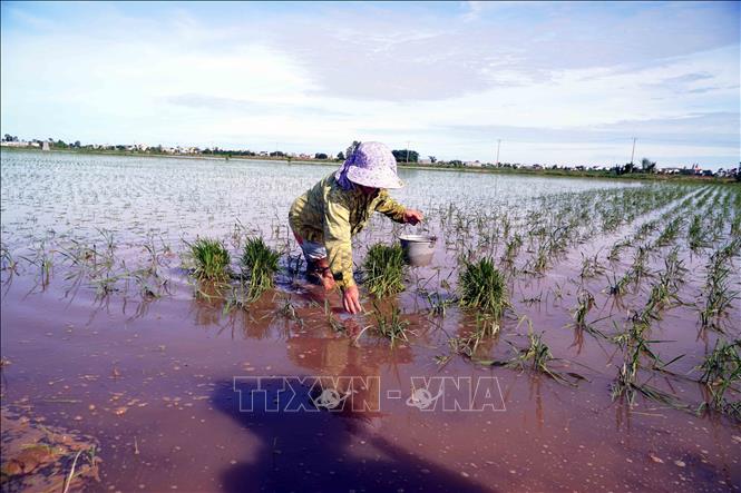 Cùng với nỗi lo lúa mới cấy bị ngập úng, bà con nông dân tỉnh Hưng Yên còn lo bắt ốc biêu vàng hại lúa. Ảnh: Nguyễn Công Hải - TTXVN