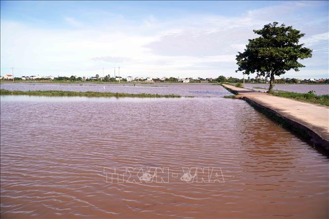 Nhiều cánh đồng lúa trên địa bàn tỉnh Hưng Yên bị ngập úng. Ảnh: Nguyễn Công Hải - TTXVN