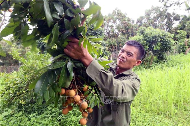 Thu hoạch nhãn để mang đi tiêu thụ tại HTX Dịch vụ nông nghiệp Ngoan Hậu, xã Chiềng Khương, tỉnh Sơn La. Ảnh: Quang Quyết - TTXVN