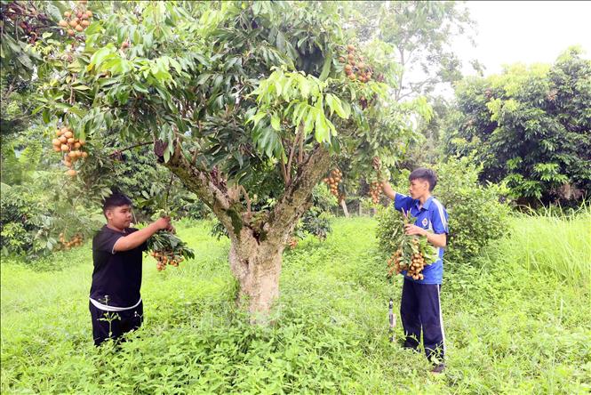 Thu hoạch nhãn để mang đi tiêu thụ tại HTX Dịch vụ nông nghiệp Ngoan Hậu, xã Chiềng Khương, tỉnh Sơn La. Ảnh: Quang Quyết - TTXVN