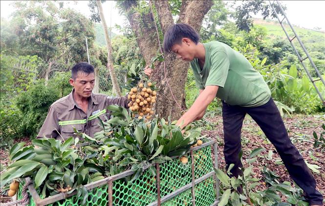 Thu hoạch nhãn để mang đi tiêu thụ tại HTX Dịch vụ nông nghiệp Ngoan Hậu, xã Chiềng Khương, tỉnh Sơn La. Ảnh: Quang Quyết - TTXVN