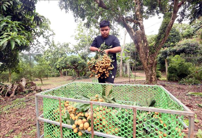 Thu hoạch nhãn để mang đi tiêu thụ tại HTX Dịch vụ nông nghiệp Ngoan Hậu, xã Chiềng Khương, tỉnh Sơn La. Ảnh: Quang Quyết - TTXVN