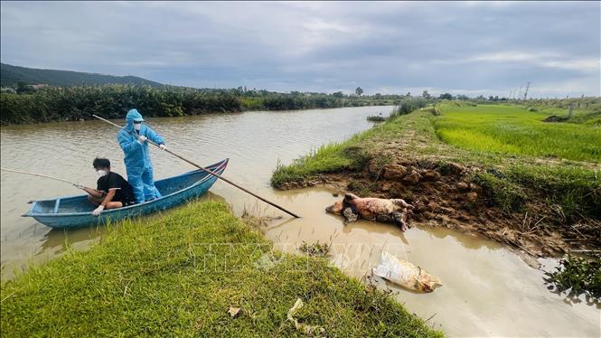 Xã Đông Trạch (Quảng Trị) huy động lực lượng, phương tiện tổ chức thu gom và tiêu hủy xác lợn theo đúng quy trình xử lý môi trường và dịch bệnh. Ảnh: Nguyên Linh - TTXVN