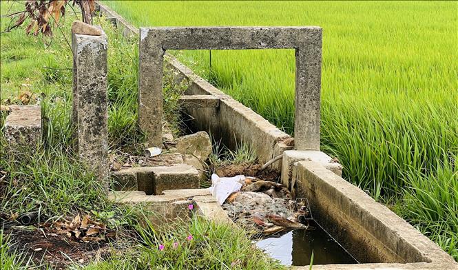 Xác lợn nằm mắc kẹt ở kênh mương thủy lợi ở xã Đông Trạch (Quảng Trị). Ảnh: Nguyên Linh - TTXVN