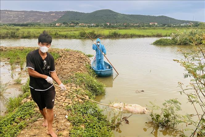 Xã Đông Trạch (Quảng Trị) huy động lực lượng, phương tiện tổ chức thu gom xác lợn trôi nổi trên sông Đào. Ảnh: Nguyên Linh - TTXVN