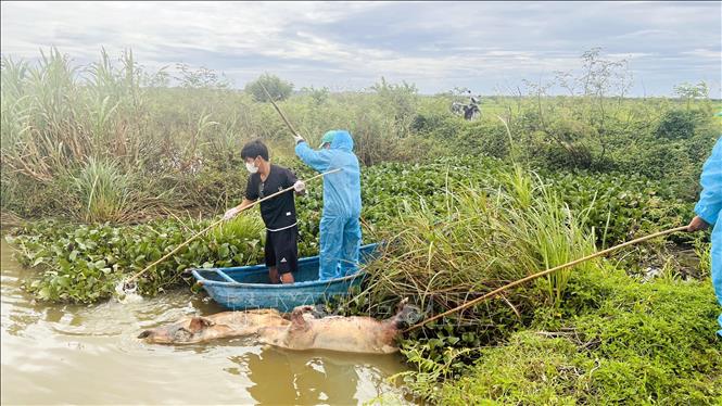 Xã Đông Trạch (Quảng Trị) chủ động huy động lực lượng, phương tiện tổ chức thu gom và tiêu hủy xác lợn theo đúng quy trình xử lý môi trường và dịch bệnh. Ảnh: Nguyên Linh - TTXVN