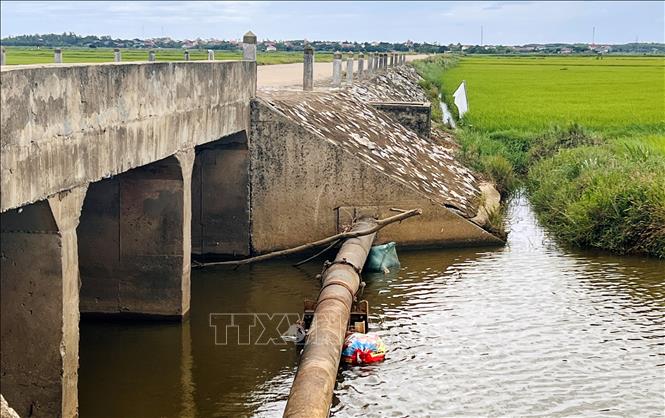Nhiều xác lợn nằm mắc kẹt ở sông Đào đoạn xã Đông Trạch (Quảng Trị). Ảnh: Nguyên Linh - TTXVN