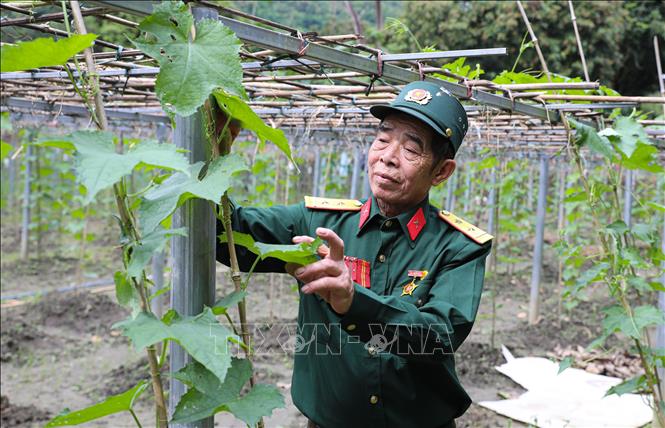 Bệnh binh hạng 2, Bùi Trọng Vệ, xã Mường Ảng (tỉnh Điện Biên) phát triển kinh tế hộ gia đình với mô hình bí xanh, mướp, dưa chuột....cho thu nhập từ 100 đến 120 triệu đồng/năm. Ảnh Phan Quân - TTXVN