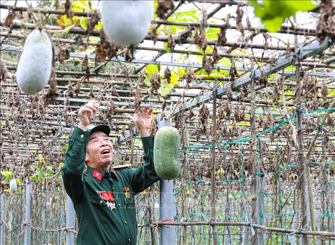  Bệnh binh hạng 2, Bùi Trọng Vệ, xã Mường Ảng (tỉnh Điện Biên) phát triển kinh tế hộ gia đình với mô hình bí xanh, mướp, dưa chuột....cho thu nhập từ 100 đến 120 triệu đồng/năm. Ảnh Phan Quân - TTXVN
