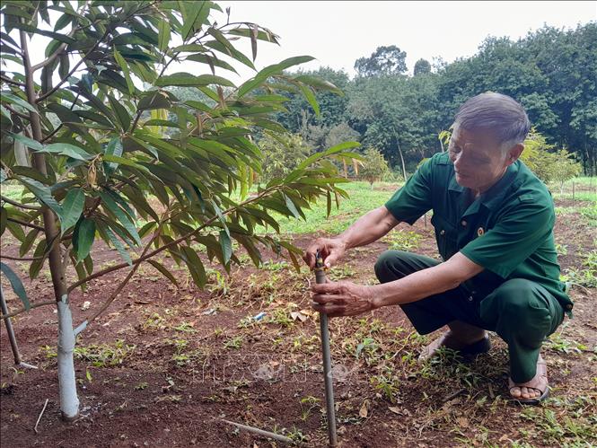 Cựu chiến binh Nguyễn Đình Thủy ở thôn Tân Lập, xã Phú Nghĩa kiểm tra vườn sầu riêng mới trồng. Ảnh:  K GỬIH -TTXVN
