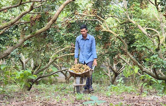 Local in Son Thuy harvest longan. VNA Photo: Thanh Hải