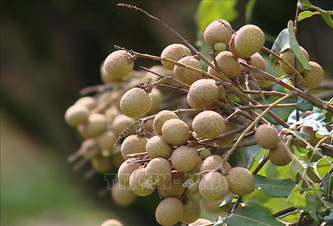 Son Thuy longan is popular due to its thick flesh and sweet taste. VNA Photo: Thanh Hải