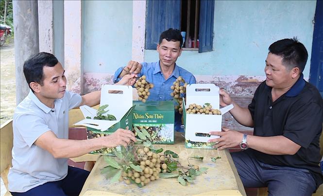 Packaging Son Thuy longan for market's consumption. VNA Photo: Thanh Hải