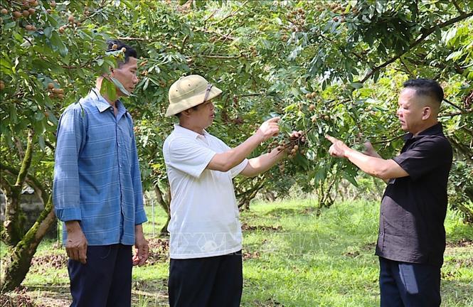 Agricultural officers of Nat Son commune guide people in harvesting longan fruit. VNA Photo: Thanh Hải