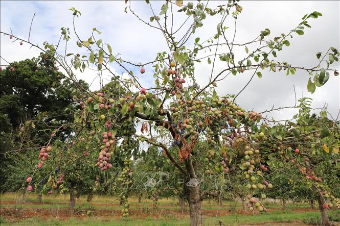 Một cây mận đỏ đến thời điểm thu hoạch Copas Farm. Ảnh: Hữu Tiến - PV TTXVN tại Anh. 