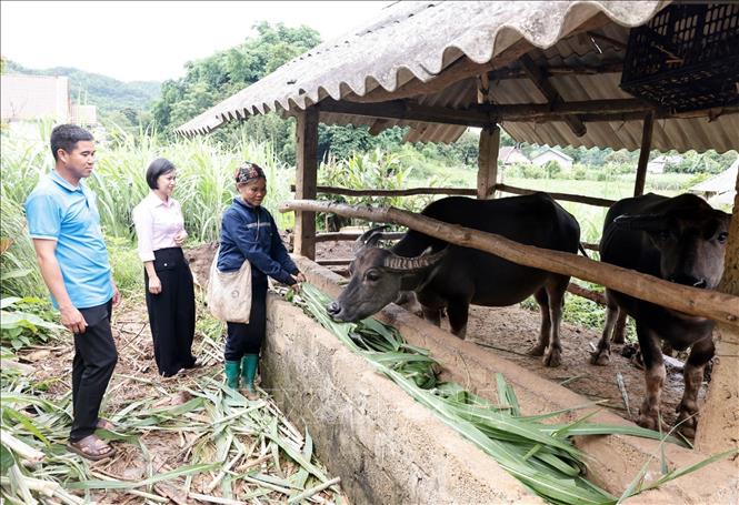 Gia đình bà Bùi Thị Nụi, dân tộc Mường ở xã Cao Phong, tỉnh Phú Thọ vay vốn giải quyết việc làm, đầu tư nuôi trâu sinh sản, trồng mía cho hiệu quả tốt. Ảnh: Trần Việt - TTXVN