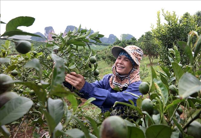 Gia đình chị Nguyễn Thị Bích Liên ở khu 6, xã Cao Phong, tỉnh Phú Thọ vay vốn ưu đãi cải tạo vườn đồi, chăm sóc vườn cây ăn quả mỗi năm thu hàng trăm triệu đồng. Ảnh: Trần Việt - TTXVN