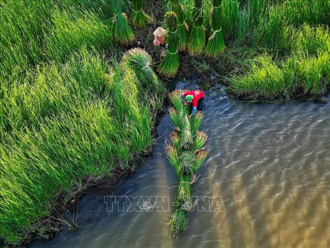 Người dân kết cói thành bè để dễ vận chuyển. Ảnh: Khánh Hoà – TTXVN 