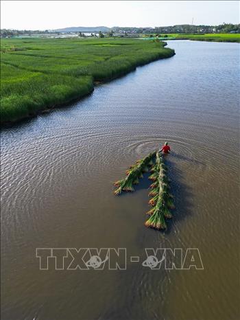 Với người dân thôn Phú Tân, cắt cói là công đoạn nặng nhọc nhất vì được trồng ở vùng nước mặn, sình, bùn. Mỗi năm cói cho thu hoạch được 2 vụ vào tháng 5 và tháng 7 âm lịch. Ảnh: Khánh Hoà – TTXVN 