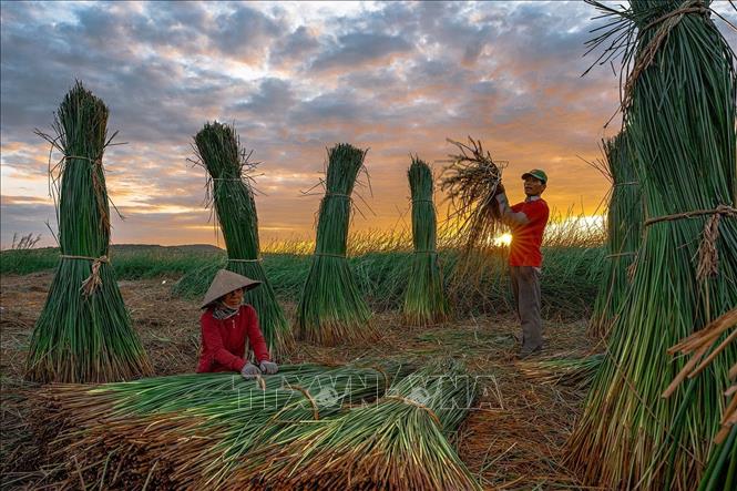 Người dân thôn Phú Tân thu hoạch cói từ sáng sớm. Ảnh: Khánh Hoà – TTXVN  