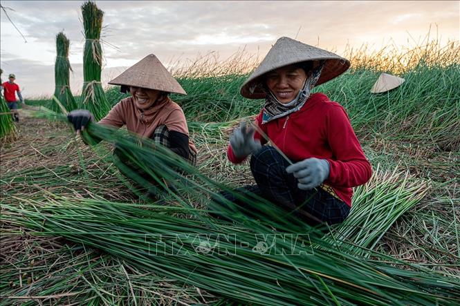 Trong nghề dệt chiếu thì khâu vất vả nhất là đi cắt cói ngoài đồng từ 2 - 3 giờ sáng. Ảnh: Khánh Hoà – TTXVN 