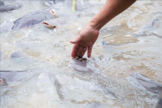 Đàn cá tra tự nhiên xung quanh bè của ông Bảy Bon đã dạn người đến mức có thể chạm vào chúng khi cho ăn. Ảnh: Thanh Liêm - TTXVN