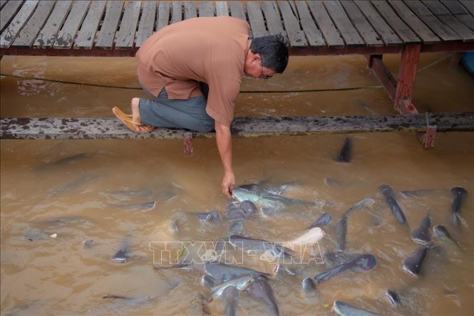 Ông Bảy Bon cho đàn cá tự nhiên dưới bè ăn tạo nên khung cảnh sống động khiến du khách thích thú. Ảnh: Thanh Liêm - TTXVN 