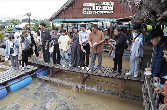 Ông Bảy Bon cho đàn cá tự nhiên trên sông Hậu ăn trước sự chứng kiến của du khách. Ảnh: Thanh Liêm - TTXVN