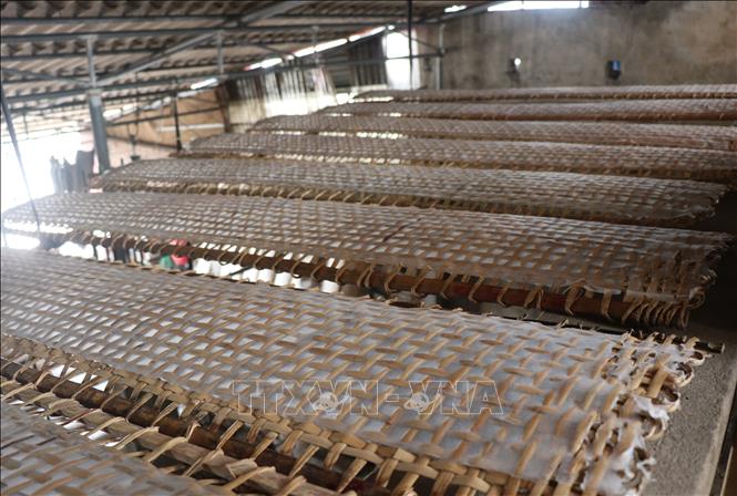 Bánh đa nem Thổ Hà phơi khô dưới nắng, khi sử dụng có mùi thơm đặc trưng. Ảnh: Thanh Thương- TTXVN