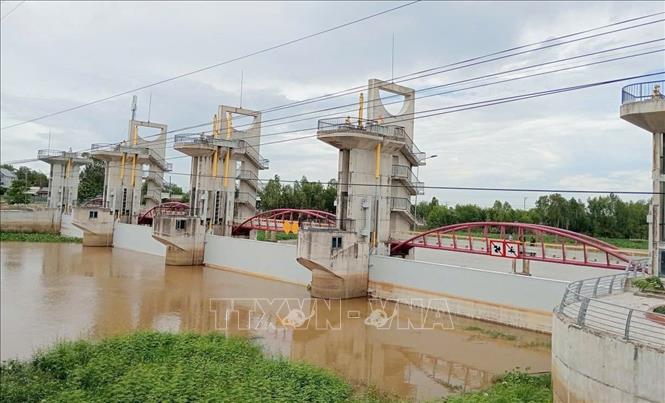 Đóng cống Trà Sư nhằm chặn dòng, kiểm soát lũ, giúp nông dân vùng hạ du thu hoạch dứt điểm vụ lúa Hè Thu và xuống giống vụ Thu Đông 2025 đúng theo lịch thời vụ. Ảnh: Công Mạo-TTXVN