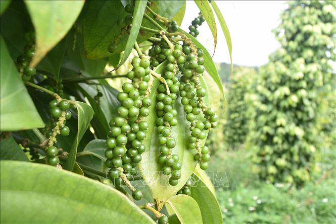 Các mặt hàng xuất khẩu chính của Việt Nam sang Ai Cập bao gồm máy vi tính, sản phẩm điện tử, linh kiện, hàng thủy sản, hạt tiêu, sợi, cà phê, và các sản phẩm nông nghiệp khác...Trong ảnh: Sản phẩm hạt tiêu “Đắk Nông”. Ảnh: Nguyễn Dung - TTXVN
