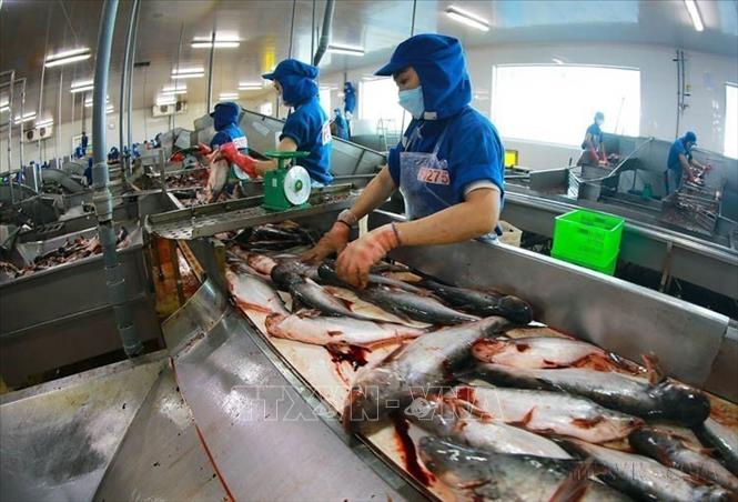 Phi lê cá tra nằm trong nhóm hàng nông, thủy sản xuất khẩu chủ lực của Việt Nam sang thị trường Ai Cập. Ảnh: Vũ Sinh - TTXVN