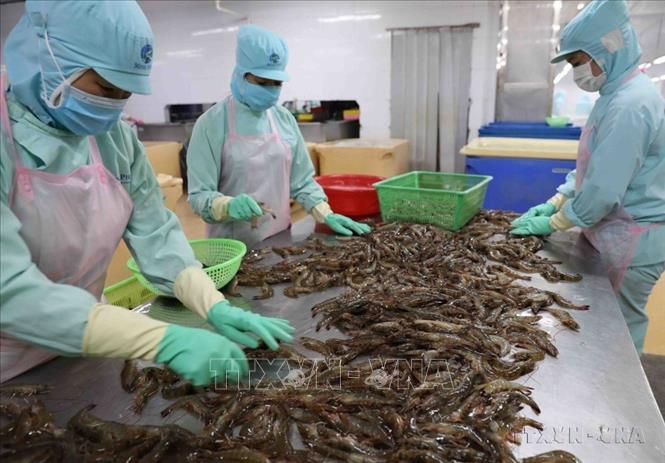 Các mặt hàng xuất khẩu chính của Việt Nam sang Ai Cập bao gồm máy vi tính, sản phẩm điện tử, linh kiện, hàng thủy sản, hạt tiêu, sợi, cà phê, và các sản phẩm nông nghiệp khác...Trong ảnh: Chế biến tôm đông lạnh xuất khẩu tại nhà máy của Công ty Thuỷ sản Minh Phú Hậu Giang (Hậu Giang). Ảnh: Vũ Sinh - TTXVN