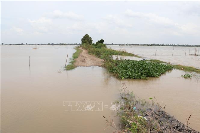 Nước lũ tràn đồng, ngập chìm một đường giao thông liên cánh đồng. Ảnh: Hữu Chí - TTXVN