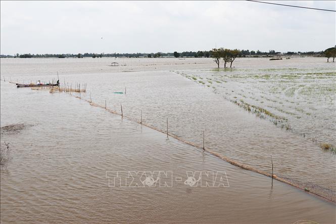 Con nước tràn đồng trong mùa lũ mang lại nguồn phù sa dồi dào cho đồng ruộng. Ảnh: Hữu Chí - TTXVN